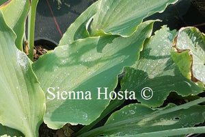 Hosta Neptune