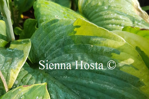 Hosta Nifty Fifty