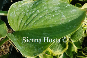 Hosta 'Minke'