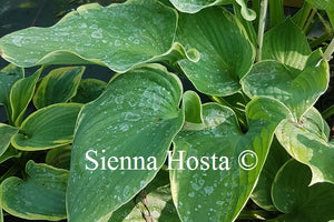 Hosta 'Minke'