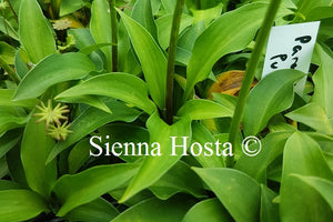 Hosta Paradise Puppet