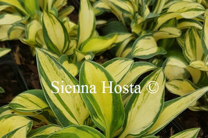 Hosta 'Desert Mouse'