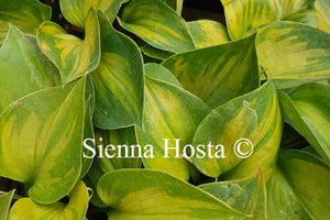 Hosta 'Dinky Donna'