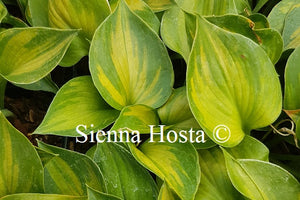 Hosta 'Dinky Donna'