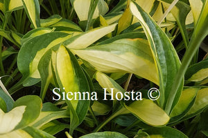 Hosta 'Gypsy Rose'