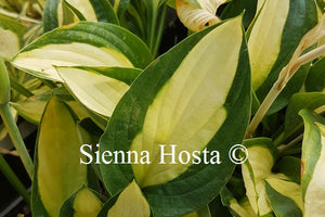 Hosta 'Gypsy Rose'