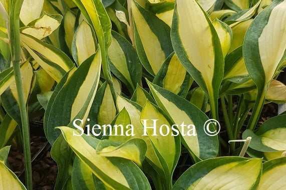 Hosta 'Gypsy Rose'