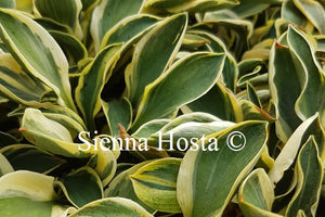 Hosta 'Little Ice Mouse'