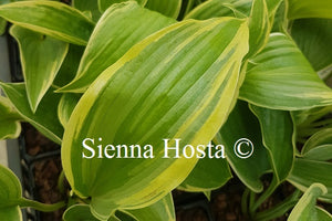 Hosta Stag's Leap