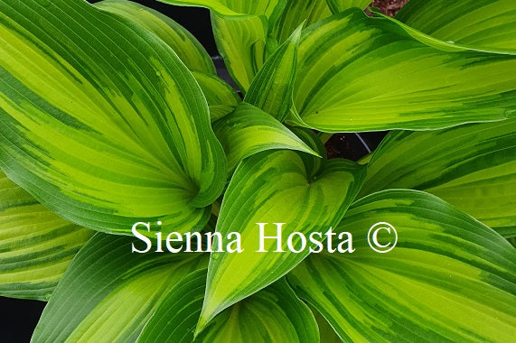 Hosta 'First Love'