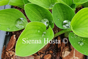 Hosta Baby Bunting