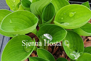 Hosta Baby Bunting