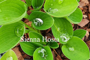 Hosta Baby Bunting
