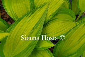 Hosta First Love'