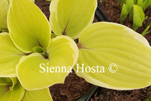 Hosta Pinani Island Surf