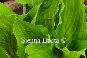 Hosta 'Metallica'