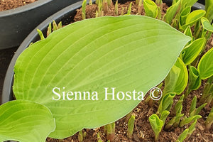 Hosta 'Metallica'