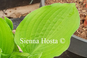 Hosta 'Metallica'