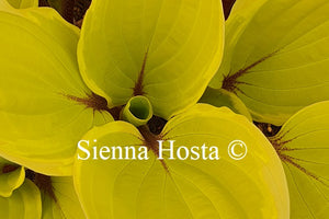 Hosta Pinani Island Surf