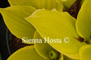 Hosta 'Pinani Island Surf'