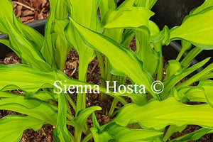 Hosta 'Lemon Zinger'