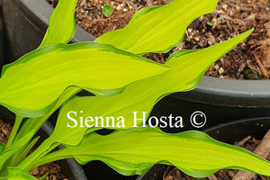 Hosta 'Lemon Zinger'