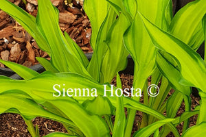 Hosta 'Lemon Zinger'