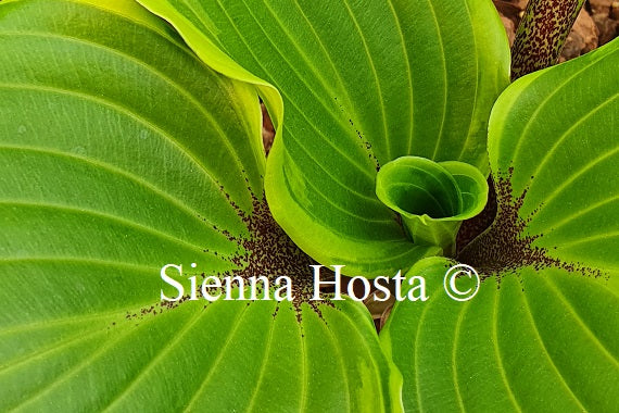 Hosta 'Secret Treasure'