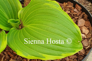 Hosta 'Secret Treasure'