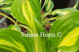 Hosta ''Geisha'