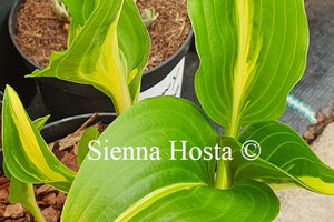 Hosta 'Geisha'