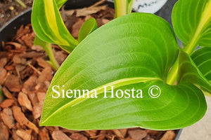 Hosta 'Geisha'