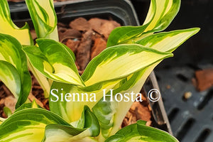 Hosta 'Ruffled Pole Mouse'
