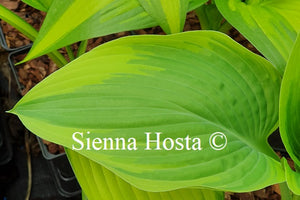 Hosta 'Stag's Leap'