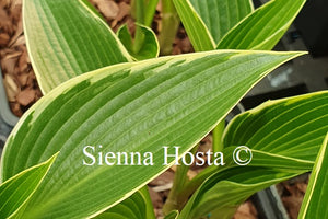 Hosta 'Silver Shadows'