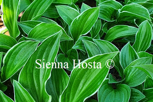 Hosta 'Ice Cube'