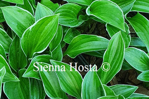 Hosta 'Ice Cube'