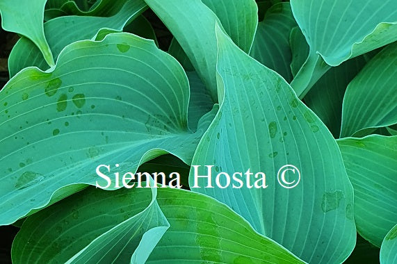 Hosta 'Titanium'