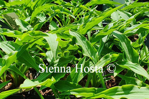 Hosta 'Tattle Tails'