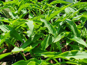 Hosta 'Tattle Tails'