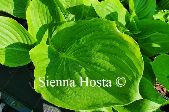Hosta 'Uprising'