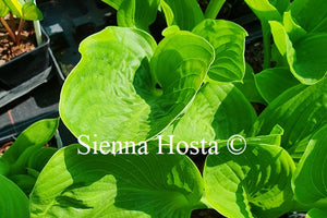 Hosta 'Uprising'