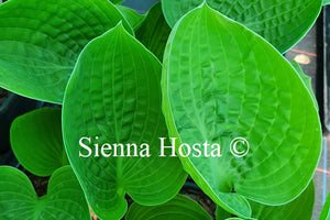 Hosta 'Sugar Snap'