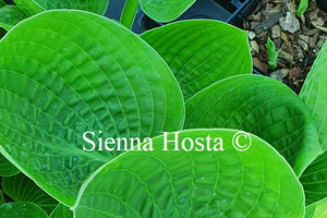 Hosta 'Sugar Snap'