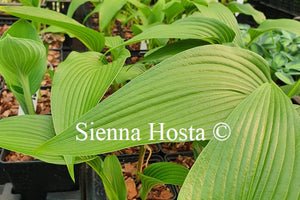 Hosta lancifolia