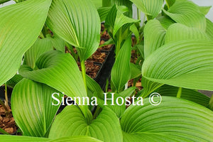 Hosta lancifolia