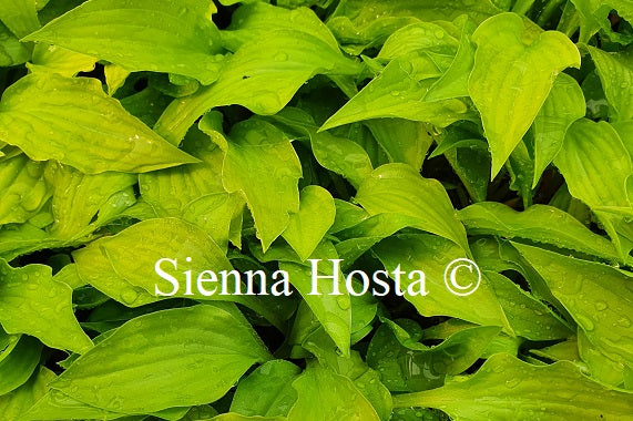 Hosta 'Feather Boa'