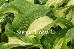 Hosta 'Allegan Fog'