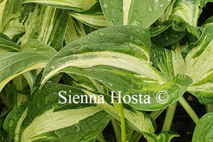 Hosta 'Allegan Fog'