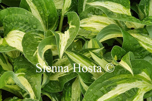 Hosta 'Allegan Fog'